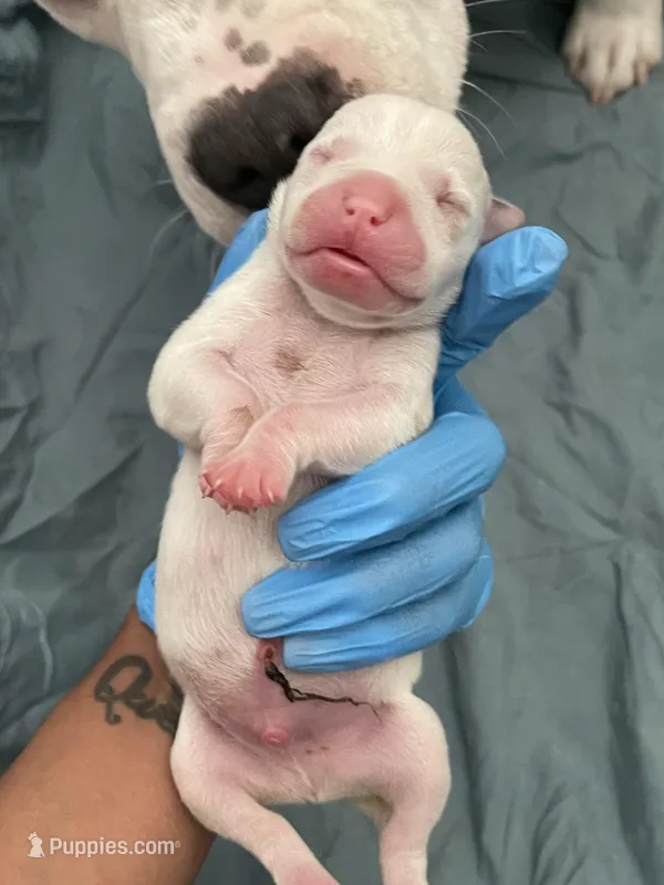 Elvis  – American Bully puppy for sale in The Bronx, NY