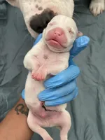 Elvis , a male American Bully for sale in The Bronx, NY – Photo 1 of 5