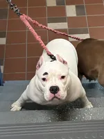 Elvis , a male American Bully for sale in The Bronx, NY – Photo 2 of 5