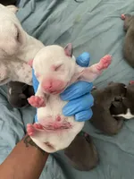 Elvis , a male American Bully for sale in The Bronx, NY – Photo 5 of 5