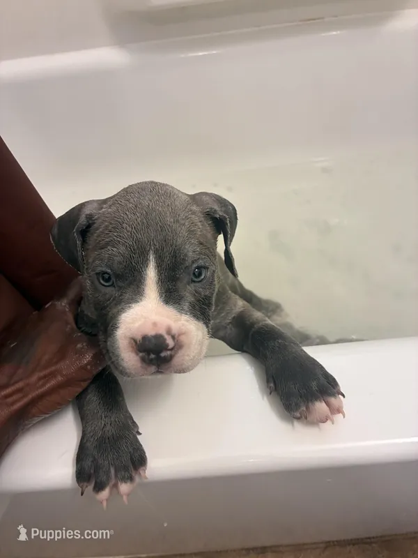 Princess  – American Bully puppy for sale in The Bronx, NY