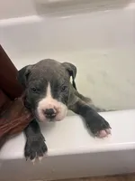 Princess , a female American Bully for sale in The Bronx, NY – 7 of 10