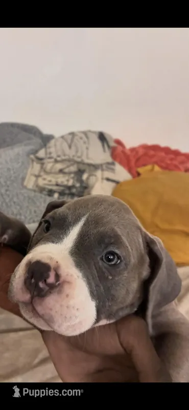 Princess  – American Bully puppy for sale in The Bronx, NY