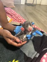 Princess , a female American Bully for sale in The Bronx, NY – Photo 2 of 3