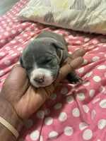 Princess , a female American Bully for sale in The Bronx, NY – Photo 3 of 9