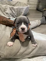 Princess , a female American Bully for sale in The Bronx, NY – Photo 8 of 9