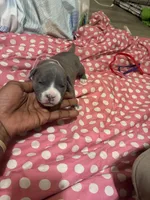 Princess , a female American Bully for sale in The Bronx, NY – Photo 2 of 9