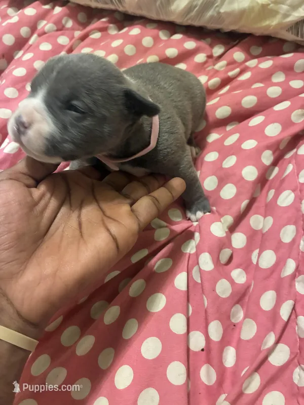 Princess  – American Bully puppy for sale in The Bronx, NY