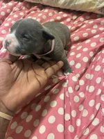 Princess , a female American Bully for sale in The Bronx, NY – Photo 1 of 9