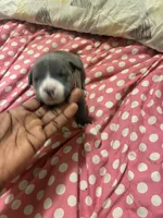 Princess , a female American Bully for sale in The Bronx, NY – Photo 7 of 9