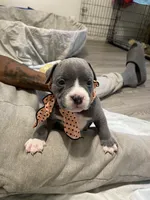 Princess , a female American Bully for sale in The Bronx, NY – Photo 1 of 9