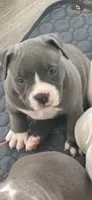 Princess , a female American Bully for sale in The Bronx, NY – 5 of 10
