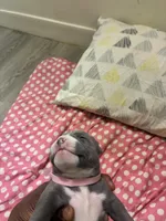 Princess , a female American Bully for sale in The Bronx, NY – Photo 9 of 9