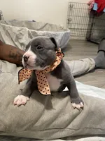 Princess , a female American Bully for sale in The Bronx, NY – Photo 3 of 9