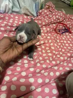 Princess , a female American Bully for sale in The Bronx, NY – Photo 5 of 9