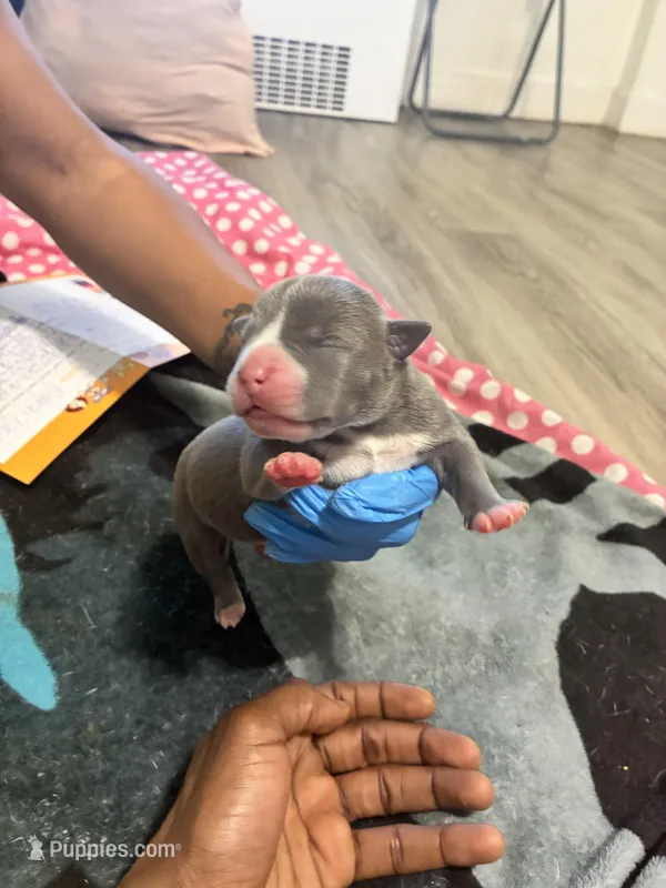 Princess  – American Bully puppy for sale in The Bronx, NY