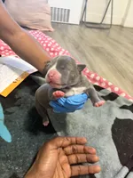 Princess , a female American Bully for sale in The Bronx, NY – Photo 1 of 3