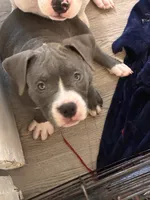 Princess , a female American Bully for sale in The Bronx, NY – 10 of 10
