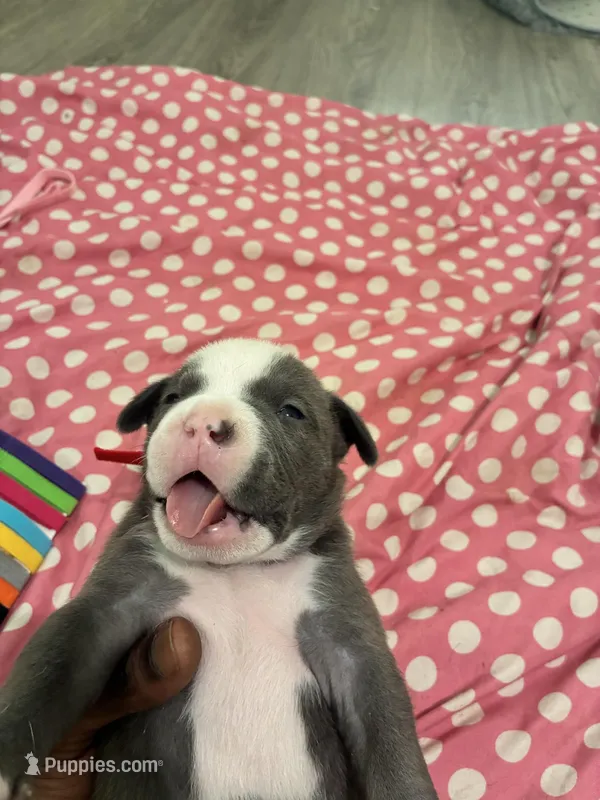 Hefe  – American Bully puppy for sale in The Bronx, NY