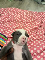 Hefe , a male American Bully for sale in The Bronx, NY – Photo 2 of 9