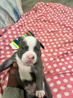 Hefe , a male American Bully for sale in The Bronx, NY – Photo 7 of 9