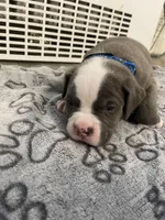 Hefe, a male American Bully for sale in The Bronx, NY – Photo 2 of 5