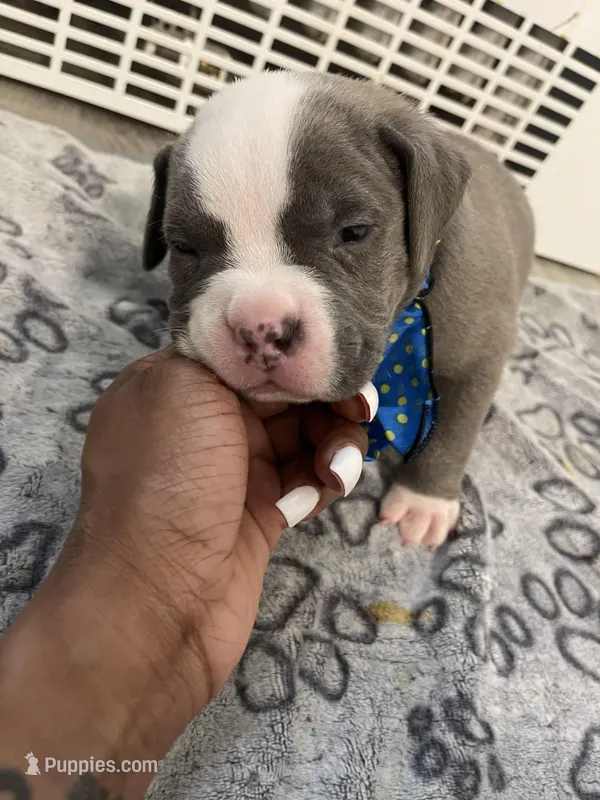 Hefe – American Bully puppy for sale in The Bronx, NY