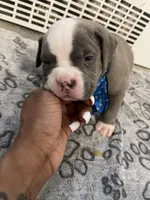 Hefe, a male American Bully for sale in The Bronx, NY – Photo 5 of 5