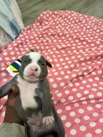 Hefe , a male American Bully for sale in The Bronx, NY – Photo 5 of 9