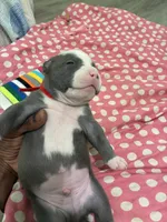 Hefe , a male American Bully for sale in The Bronx, NY – Photo 4 of 9