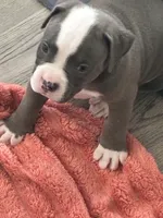 Hefe, a male American Bully for sale in The Bronx, NY – Photo 4 of 5