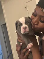 Hefe, a male American Bully for sale in The Bronx, NY – Photo 1 of 5