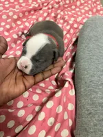 Hefe , a male American Bully for sale in The Bronx, NY – Photo 3 of 9