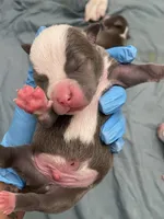 Hefe , a male American Bully for sale in The Bronx, NY – Photo 1 of 3