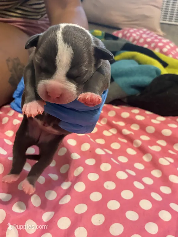 Egypt  – American Bully puppy for sale in The Bronx, NY