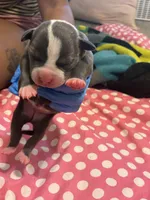 Egypt , a female American Bully for sale in The Bronx, NY – Photo 1 of 3