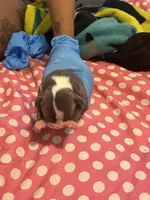 Egypt , a female American Bully for sale in The Bronx, NY – Photo 3 of 3