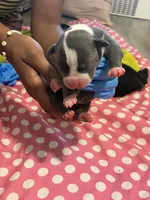 Egypt , a female American Bully for sale in The Bronx, NY – Photo 2 of 3