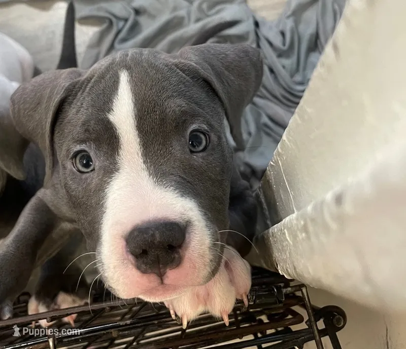 Miracle  – American Bully puppy for sale in The Bronx, NY