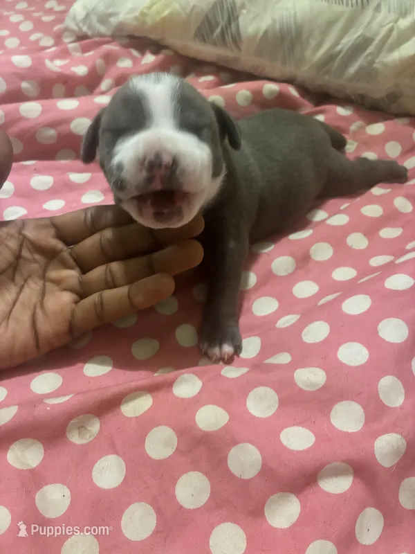 Mister , a male American Bully for sale in The Bronx, NY – Photo 1 of 6