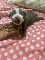 Mister , a male American Bully for sale in The Bronx, NY – Photo 1 of 6