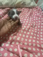 Mister , a male American Bully for sale in The Bronx, NY – Photo 5 of 6