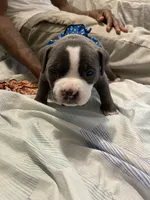 Pharaoh , a male American Bully for sale in The Bronx, NY – Photo 3 of 7
