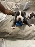 Pharaoh , a male American Bully for sale in The Bronx, NY – Photo 5 of 7