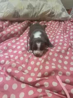 Mister , a male American Bully for sale in The Bronx, NY – Photo 4 of 6