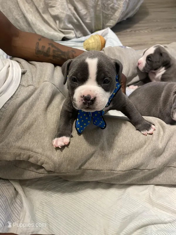 Pharaoh  – American Bully puppy for sale in The Bronx, NY