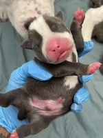 Mister , a male American Bully for sale in The Bronx, NY – Photo 6 of 6