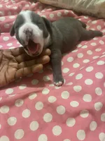 Mister , a male American Bully for sale in The Bronx, NY – Photo 3 of 6