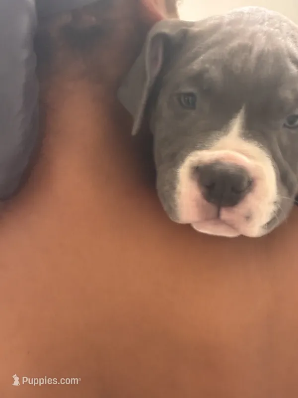 Princess  – American Bully puppy for sale in The Bronx, NY