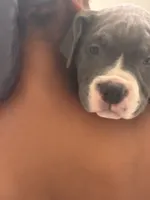 Princess , a female American Bully for sale in The Bronx, NY – 1 of 10